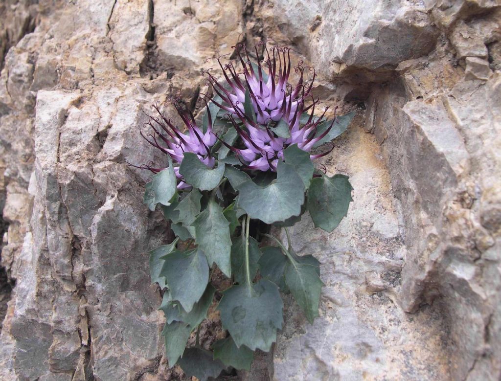 Possibile Physoplexis comosa? No, Paederota bonarota